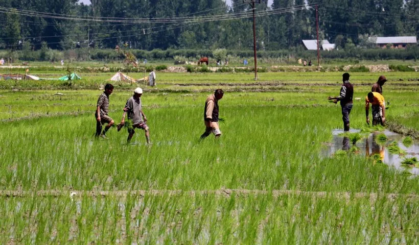 Kashmir’s shrinking farmland deepens dependence on external rice supplies