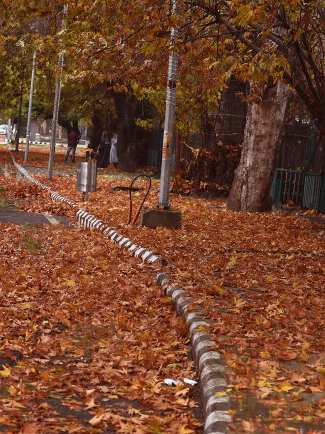 Hues of Autumn in Kashmir