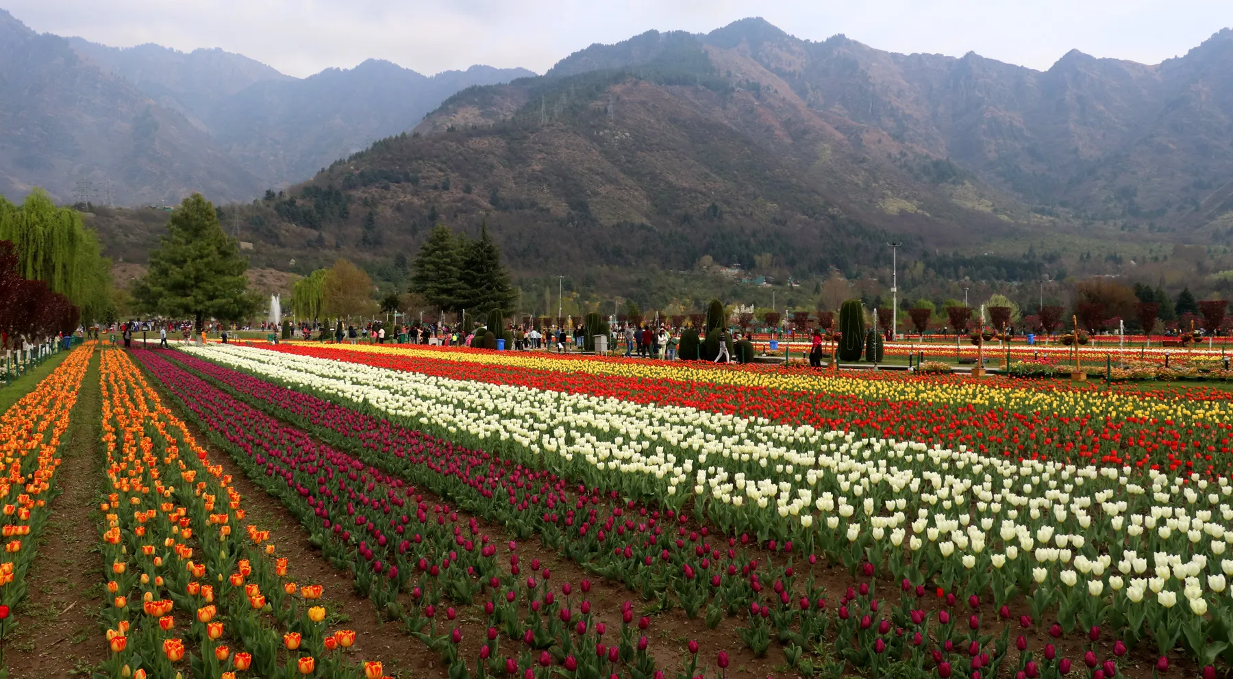 Asia’s largest Tulip Garden in Srinagar to open for visitors on March 16