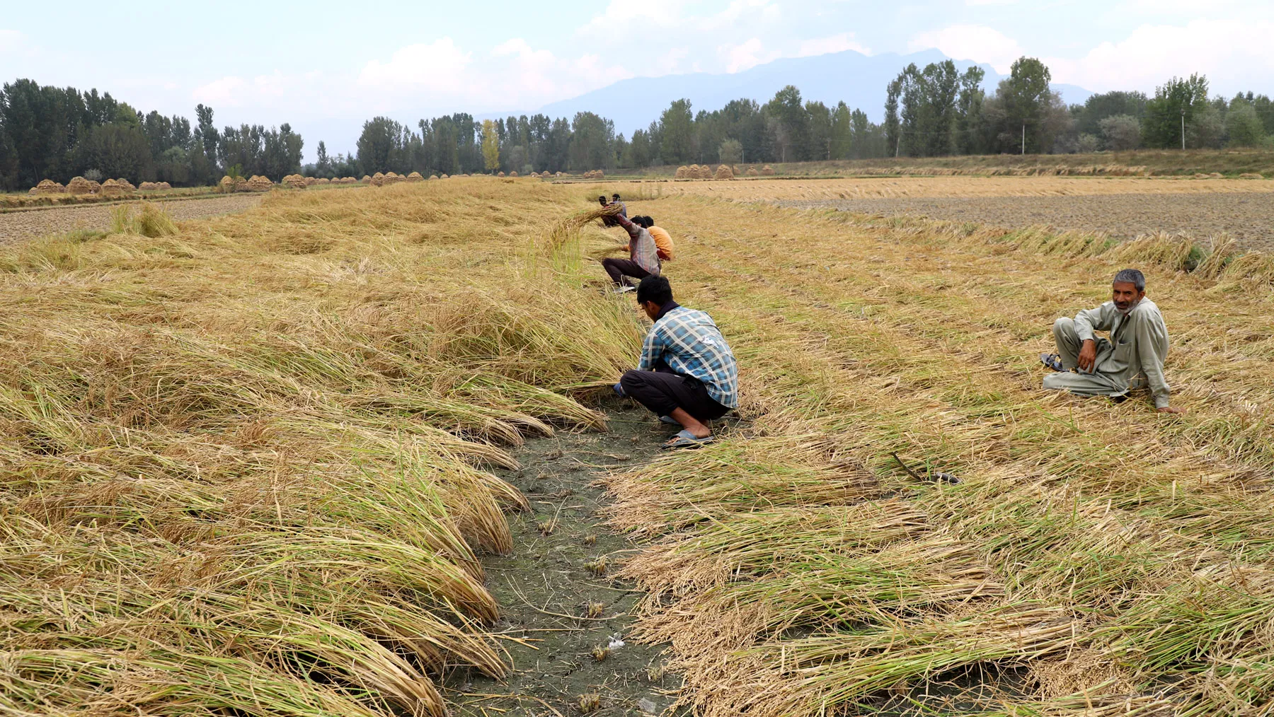 Paddy Straw Management: Challenges and Opportunities in Kashmir