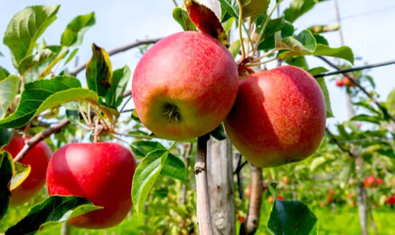 Keep apples out of every future free trade deals: Kashmir Inc to Govt