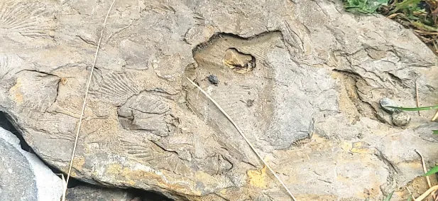 3 ancient fossil sites in Anantnag to be preserved for research, geo-tourism growth