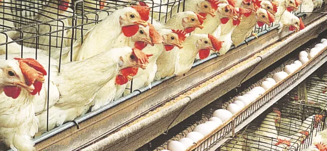 ‘Kashmir poultry sector slips from 85% self-reliance to import dependence’