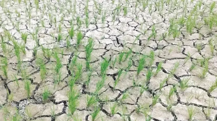 Srinagar Farmers Battle Deepening Water Crisis as Paddy Fields Wither in Heatwave