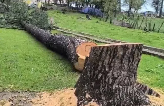 FIR registered after 50-ft deodar tree found felled inside school premises in Shopian