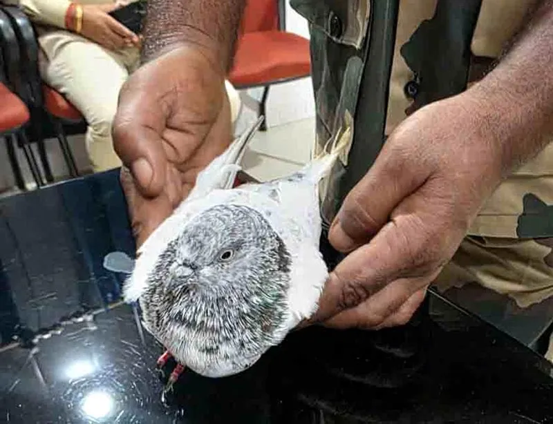 Jammu Tawi Railway Station put on high alert after threat note found with pigeon