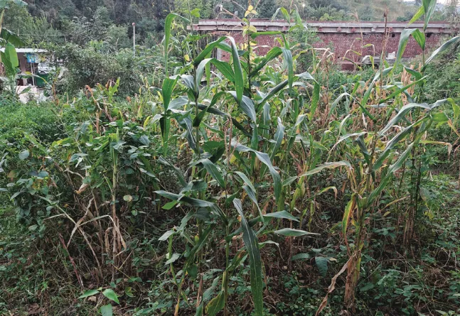 Harvest season: Inclement weather perturbs Rajouri, Poonch farmers