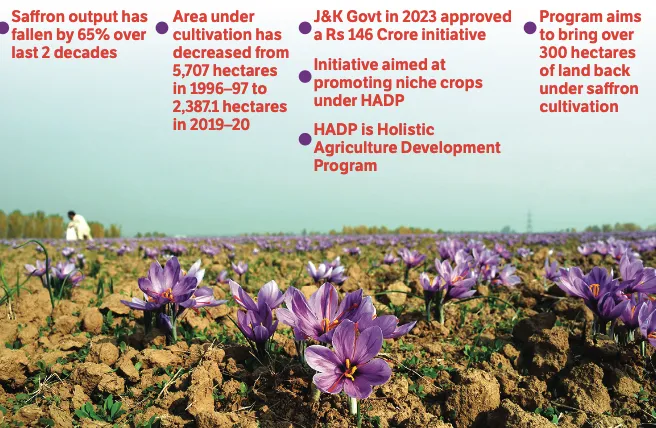 Above-average rainfall last month rekindles hope of better saffron harvest