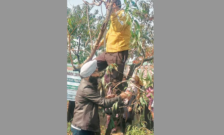 KVK Srinagar, SKUAST-K organise skill entrepreneurship program on fruit trees’ canopy management