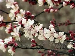 Unseasonal flowering of apricot in Rajouri alarming: Experts