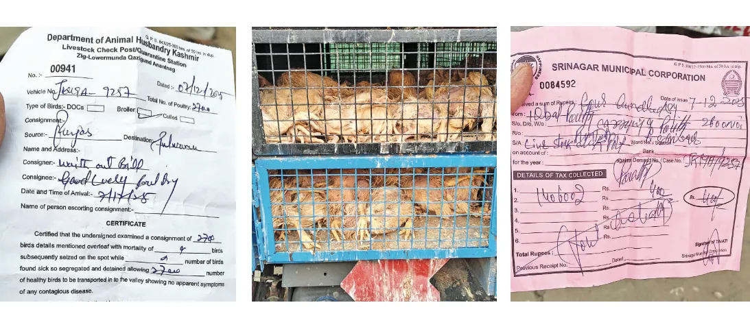 119 dead chickens with ‘clean’ certificate shake Kashmir’s food safety claims
