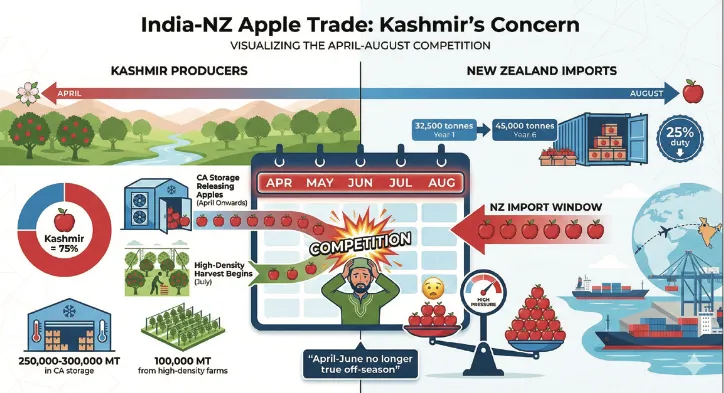 India-NZ FTA: High-density orchards, CA storage apples likely to face import pressure