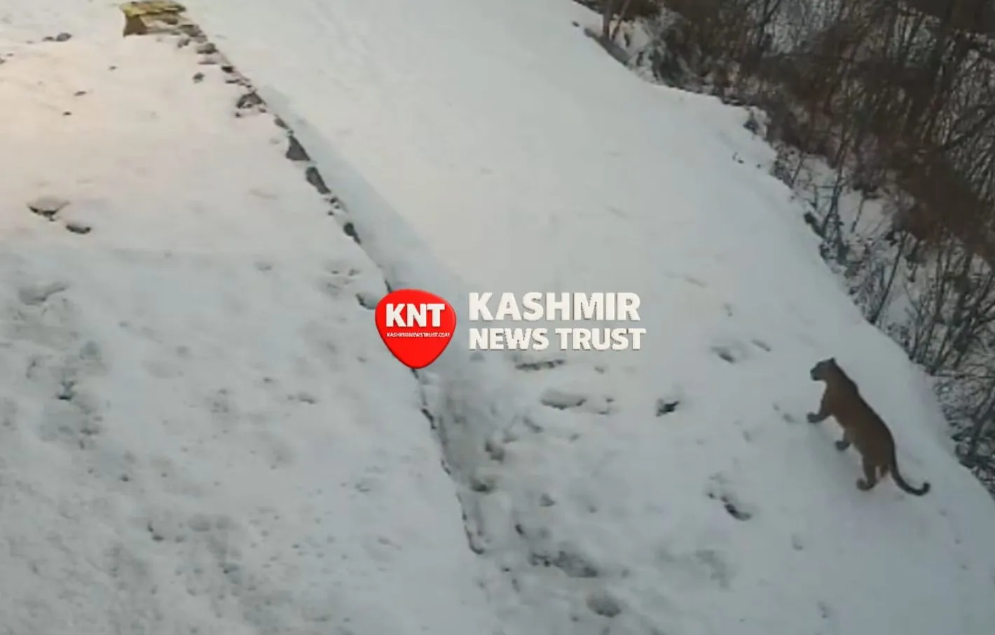 Leopard movement reported in Central Kashmir’s Budgam, advisory issued