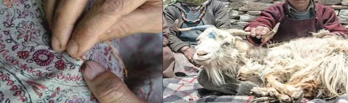 Pashmina value chain in focus as national, global players meet in Leh