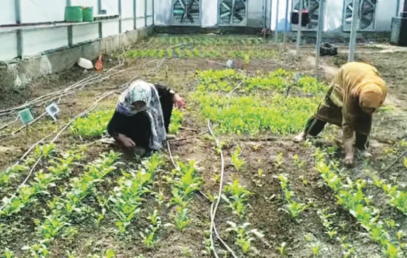 A New Crop of Change: Hygam sisters lead agri innovation in Sopore