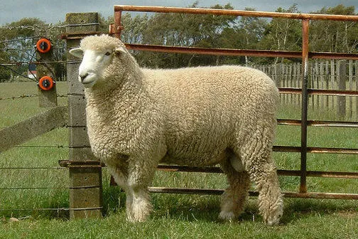 J&K to import 4 elite foreign breeds of sheep, goat